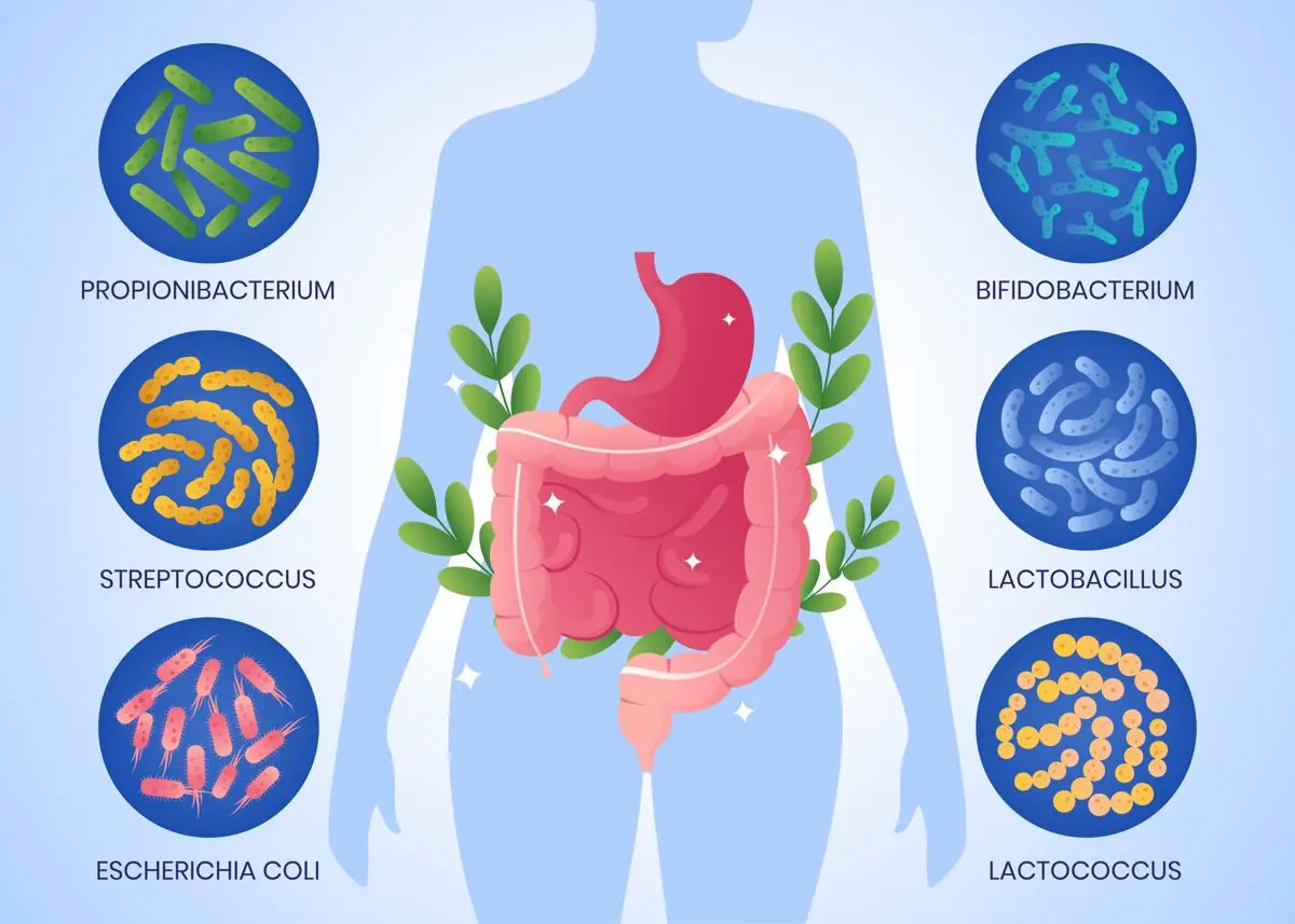 Feature image for the article: Can Your Gut Microbiome Affect Your Hormones and Cancer Risk?