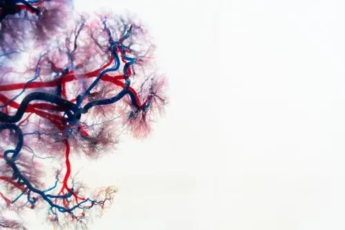 Feature image for the article: Healing Blood Vessels in Long COVID: The Key Role of Your Endothelial Glycocalyx