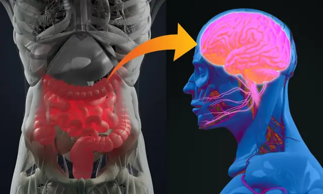 Feature image for the article: Your Gut Bacteria